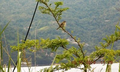 Recuperação mata atlântica/ fauna/ flora