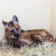 Lobo-guará e tamanduá-bandeira passam por tratamento no Centro Veterinário da PUC Minas Poços de Caldas