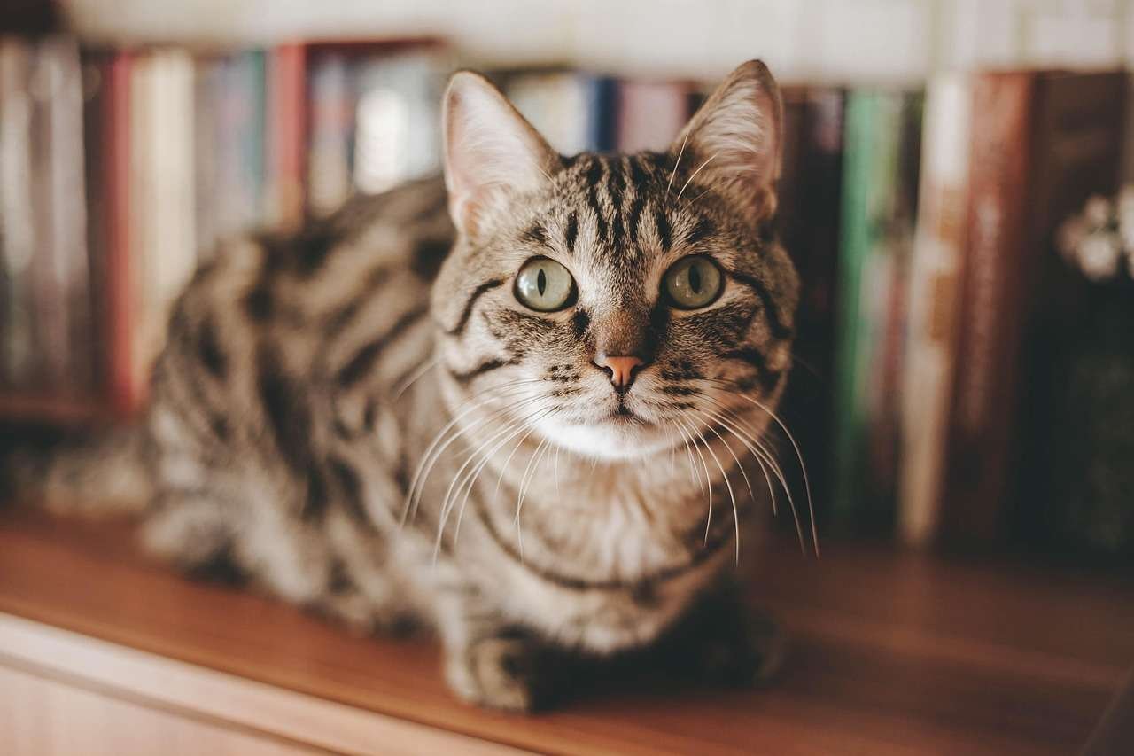síndrome cardiorrenal em cães e gatos