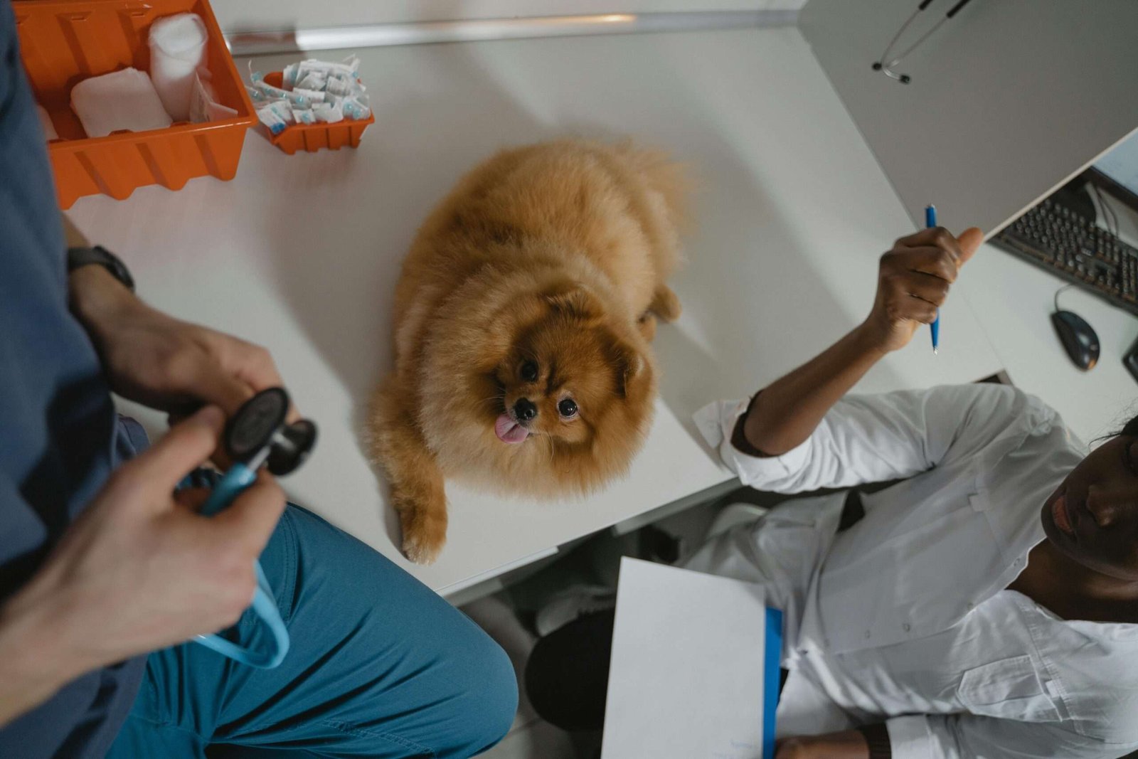 síndrome cardiorrenal em cães e gatos