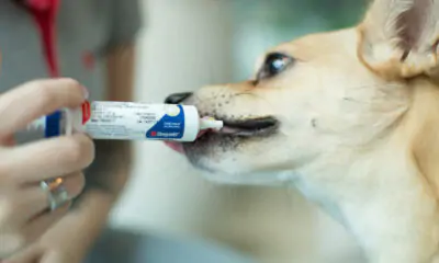 Nutracêuticos