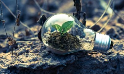 Sustentabilidade guia escolhas de 67% dos brasileiros